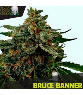 Bruce Banner - Black Skull Seeds. - Kayamurcia.es