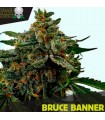 Bruce Banner - Black Skull Seeds.