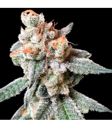 BT 7 - DNA Genetics - Kayamurcia.es