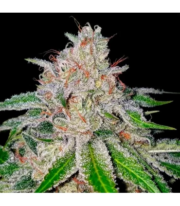 Cherry 18 - DNA Genetics - Kayamurcia.es