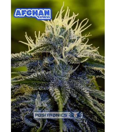 Auto Afghan Express - Positronics - Kayamurcia.es