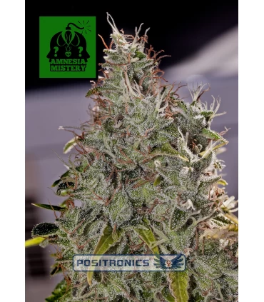 Amnesia Mistery - Positronics - Kayamurcia.es
