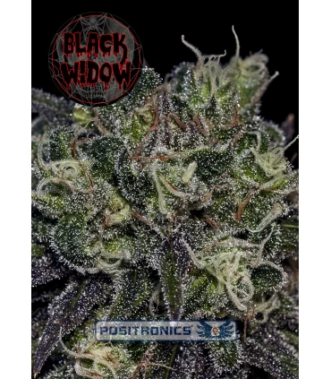 Black Widow - Positronics - Kayamurcia.es