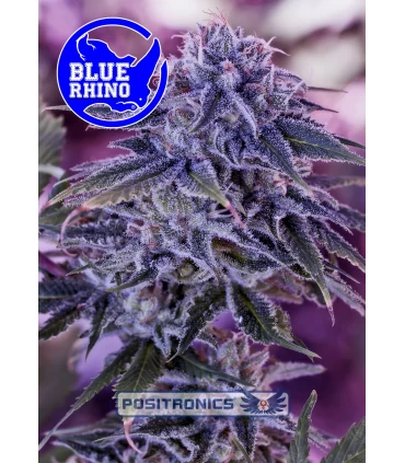 Blue Rhino - Positronics - Kayamurcia.es