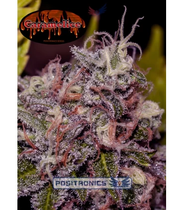 Caramelice - Positronics - Kayamurcia.es