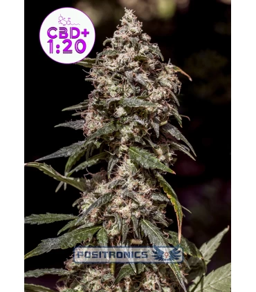 CBD+ 1:20 - Positronics - Kayamurcia.es