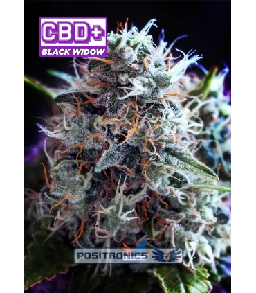 CBD Black Widow - Positronics - Kayamurcia.es