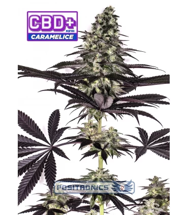 Auto Caramelice CBD Express - Positronics - Kayamurcia.es