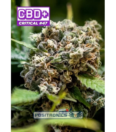 CBD Critical n47 - Positronics - Kayamurcia.es