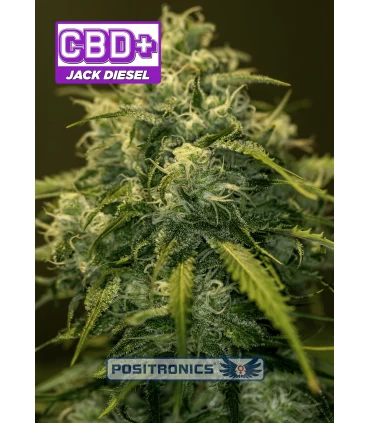 Jack Diesel CBD - Positronics - Kayamurcia.es