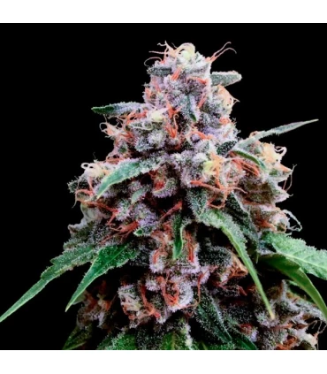 Lemon 18 - DNA Genetics - Kayamurcia.es