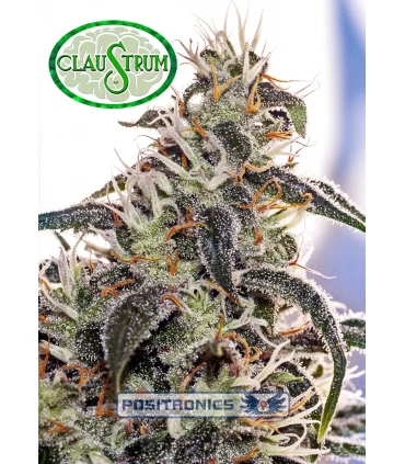 Claustrum - Positronics - Kayamurcia.es
