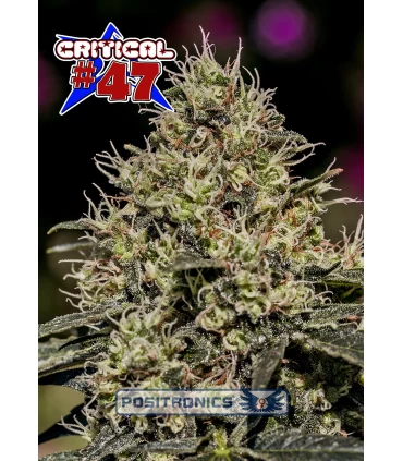 Critical n47 - Positronics - Kayamurcia.es