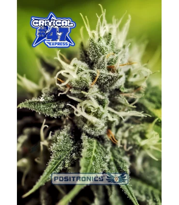 Auto Critical n47 Express - Positronics - Kayamurcia.es