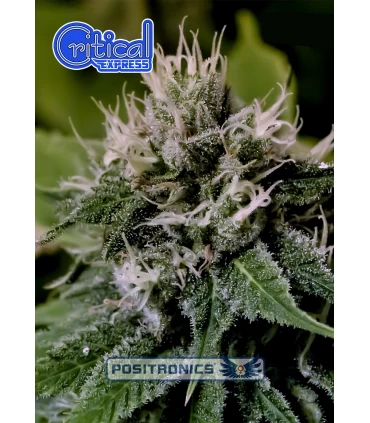 Auto Critical Express - Positronics - Kayamurcia.es