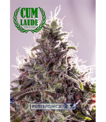 Cum Laude - Positronics - Kayamurcia.es