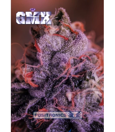 Gordomaster Kush - Positronics - Kayamurcia.es
