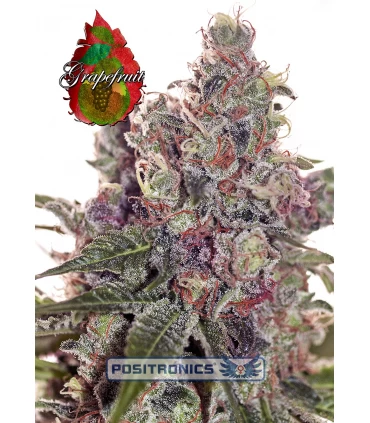 Grapefruit - Positronics - Kayamurcia.es