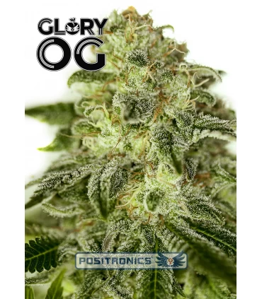 Glory OG - Positronics - Kayamurcia.es