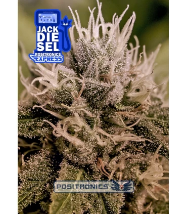 Auto Jack Diesel Express - Positronics - Kayamurcia.es