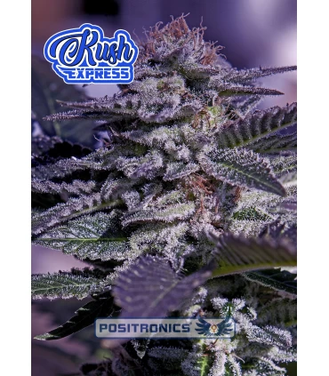 Auto Kush Express - Positronics - Kayamurcia.es