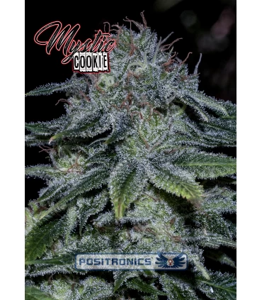 Mystic Cookie - Positronics - Kayamurcia.es