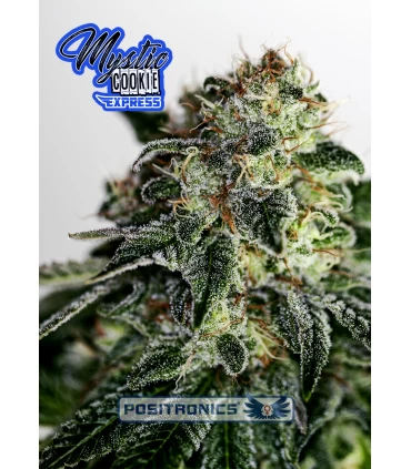 Auto Mystic Cookie Express - Positronics - Kayamurcia.es