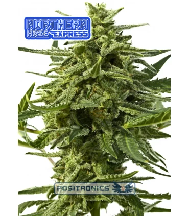 Auto Northern Haze Express - Positronics - Kayamurcia.es