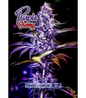 Purple Cherry - Positronics - Kayamurcia.es
