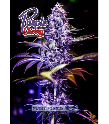 Purple Cherry - Positronics - Kayamurcia.es
