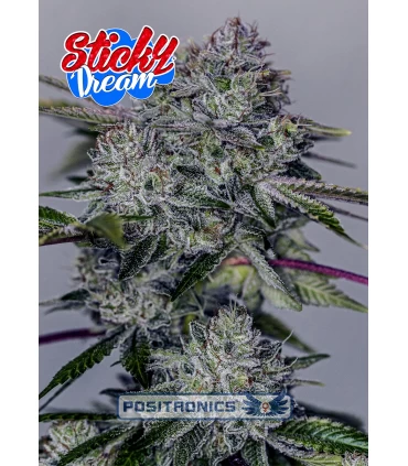 Sticky Dream - Positronics - Kayamurcia.es