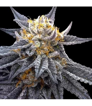 SSOG - DNA Genetics - Kayamurcia.es