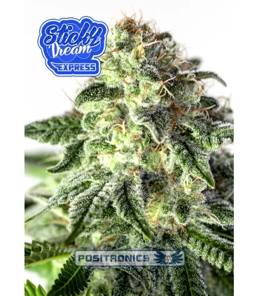 Auto Sticky Dream Express - Positronics - Kayamurcia.es
