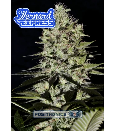 Auto Wernard Express - Positronics - Kayamurcia.es
