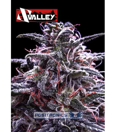 Z Valley - Positronics - Kayamurcia.es