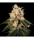 Sour Juice 12 u. reg.  DNA Genetics