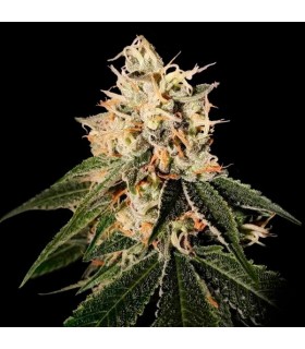 Sour Juice 12 u. reg.  DNA Genetics