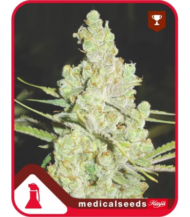 1024 -  Medical Seeds - Kayamurcia.es