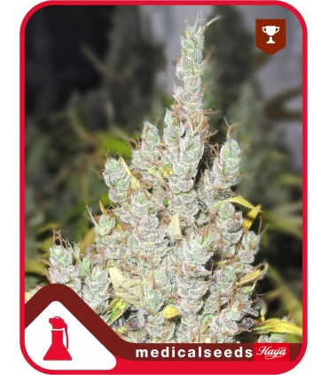 2046 - Medical Seeds - Kayamurcia.es