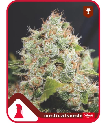 BCN Sour Diesel - Medical Seeds - Kayamurcia.es