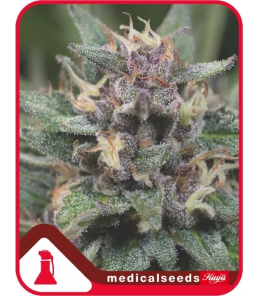 Auto Bluehell - Medical Seeds - Kayamurcia.es