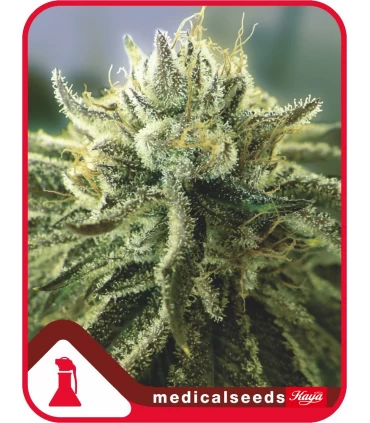 Canadian Kush 2.0 - Medical Seeds - Kayamurcia.es