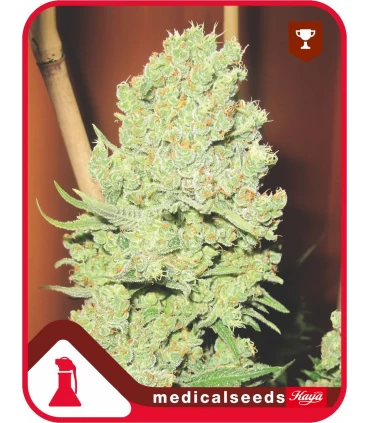Channel + - Medical Seeds - Kayamurcia.es
