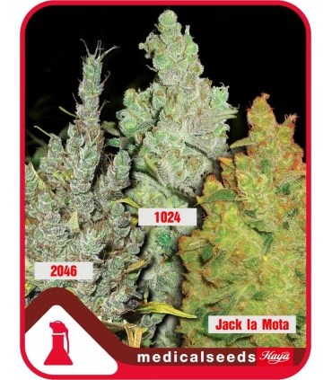 Coleccion n2 fem. Medical Seeds - Kayamurcia.es