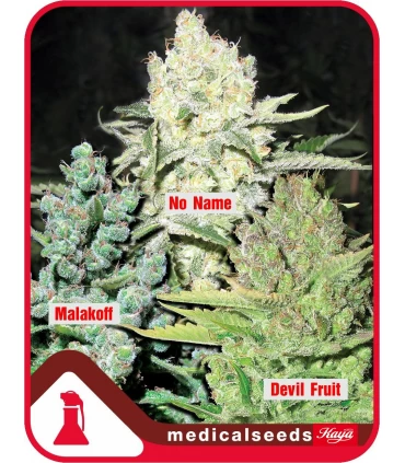 Coleccion n4 fem. Medical Seeds - Kayamurcia.es