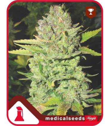 Devil Fruit - Medical Seeds - Kayamurcia.es