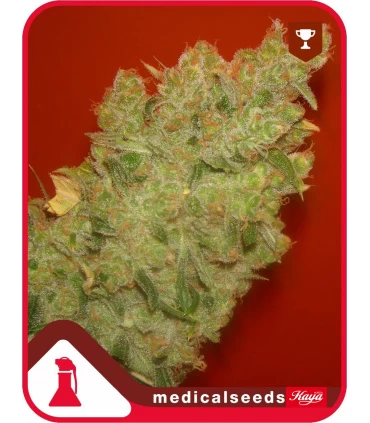 Jack La Mota - Medical Seeds - Kayamurcia.es