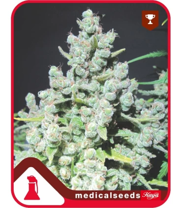 Malakoff - Medical Seeds - Kayamurcia.es