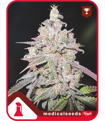 Mendocino Chanel Kush - Medical Seeds - Kayamurcia.es