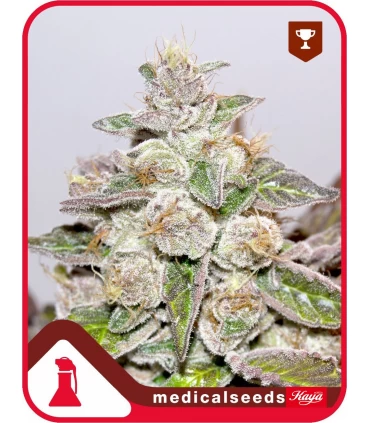 Mendocino Purple Kush - Medical Seeds - Kayamurcia.es